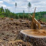 Ancaman Serius Deforestasi dan Langkah Nyata untuk Menyelamatkan Hutan