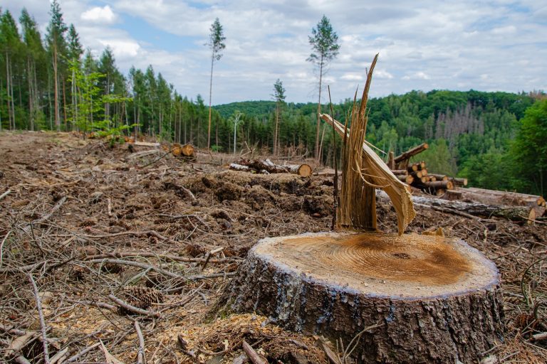 Ancaman Serius Deforestasi dan Langkah Nyata untuk Menyelamatkan Hutan